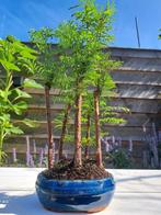 metasequoia bos in bonsaischaal - Hoogte (boom): 30 cm -