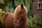 PAARDENTRAILER VERHUUR - PAARDENTRAILER HUREN Baarle -Nassau, Nieuw, Ophalen