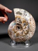 Iriserende ammoniet - Gefossiliseerde schelp - Aioloceras, Verzamelen, Mineralen en Fossielen