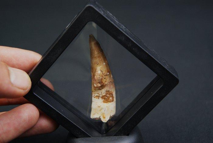 Spinosaurus - Fossiele tand - Spinosaurus aegyptiacus, Verzamelen, Mineralen en Fossielen