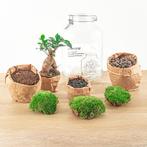 DIY terrarium - Jar - Ficus Ginseng bonsai -  28 cm - Norma, Verzenden