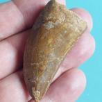 Dinosaurus - Fossiele tand - Carcharodontosaurus sp. - 58 mm
