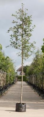 Gewone krentenboom Amelanchier lamarckii h 350 cm st. omtrek, Tuin en Terras, Verzenden