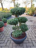 Iex Crenata bonsai Japanse hulst in Sierpot 80cm plant, Tuin en Terras, Bloembakken en Plantenbakken, Nieuw, Ophalen