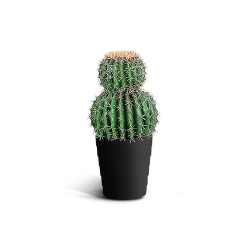 IvoQ Kunst Cactus 50 cm - Realistische Nep Cactus - Onderhou, Huis en Inrichting, Woonaccessoires | Kunstplanten en Kunstbloemen