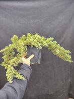 Jeneverbes bonsai (Juniperus) - Hoogte (boom): 15 cm -