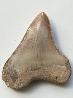 Megalodon tand 6,5 cm - Fossiele tand - Carcharocles, Verzamelen, Dierenverzamelingen, Nieuw