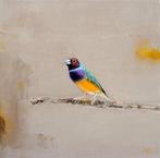 Matthieu van Riel - Gouldian Finch