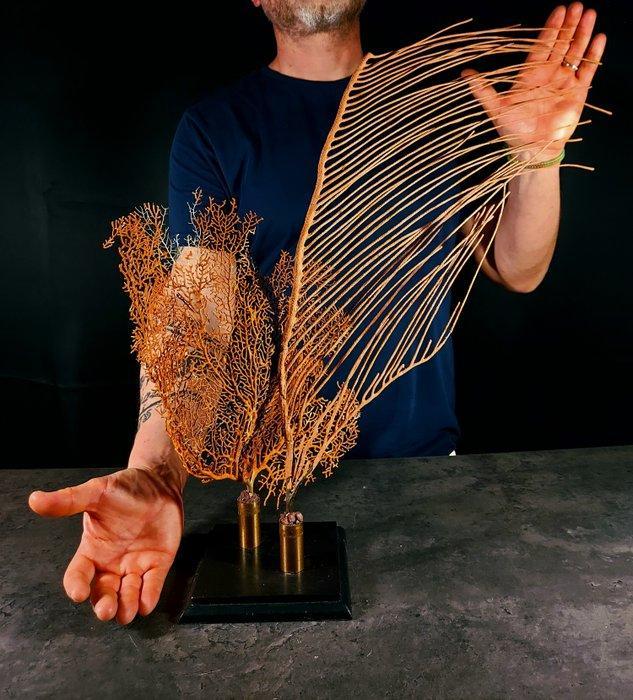 composé van gorgoniën + voetstuk Taxidermie volledige, Verzamelen, Dierenverzamelingen