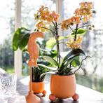 Kolibri Orchids | Oranje Phalaenopsis orchidee - Mineral Bol, Verzenden, Nieuw