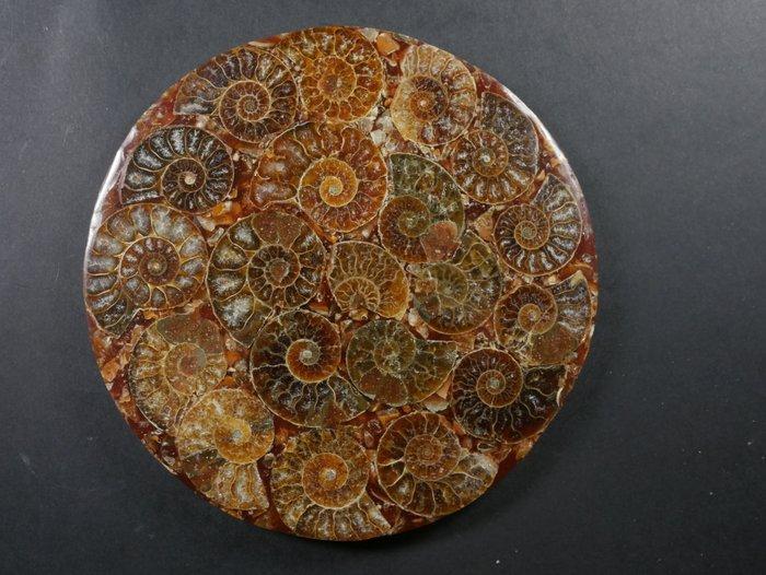 Ammoniet - Gefossiliseerde schelp - Aioloceras (Cleoniceras), Antiek en Kunst, Curiosa en Brocante