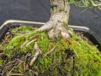 Den bonsai (Pinus) - Hoogte (boom): 57 cm - Diepte (boom):