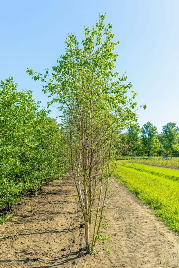 Betula pendula meerstammig, Tuin en Terras, Planten | Tuinplanten
