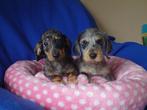 TOPPERTJES !!  SUPERLEUKE , VROLIJKE DWERGTECKEL PUPPIES  ., Parvo, 8 tot 15 weken, Dwerg, Meerdere