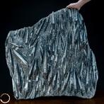 Natuurlijke Orthoceras-fossielen - Paleontologische schatten, Verzamelen, Mineralen en Fossielen