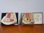 Anatomisch model (2) - Gips - 1950-1960 - Two anatomical, Antiek en Kunst