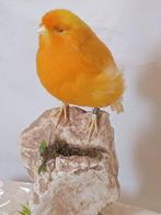 oranje kanarie Taxidermie volledige montage - Domestica, Nieuw