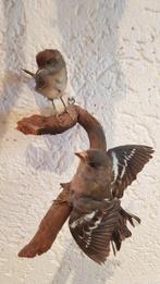 2 boekvinken Taxidermie volledige montage - Fringilla, Nieuw