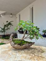 Eiken Bonsai - Geen veilingkosten - Hoogte (boom): 30 cm -