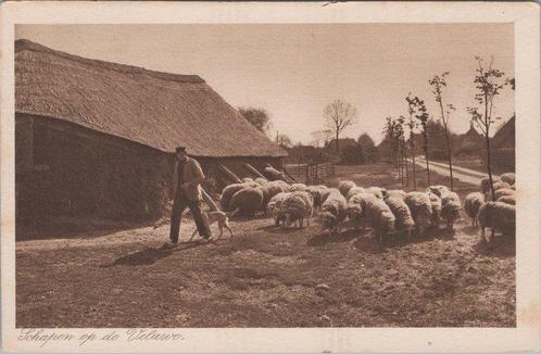 VELUWE - Schapen op de Veluwe, Verzamelen, Ansichtkaarten | Nederland, Verzenden