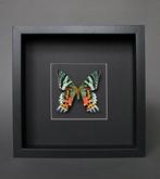 Vlinder Taxidermie volledige montage - Urania ripheus - 20, Nieuw