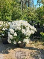 Rhododendron Hybr. Cunninghams White 80-90cm, Tuin en Terras, Planten | Bomen, Ophalen