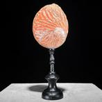 Decoratief ornament (2) - NO RESERVE PRICE - Pair of