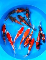 Hirasawa Marusei 27-32cm (Japanse Koi), Dieren en Toebehoren, Karper of Koi