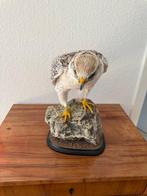 Gerfalke Taxidermie volledige montage - Falco rusticolus -, Nieuw