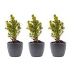 Mini-kerstboom set 3 - inclusief Boule Antraciet pot, Verzenden