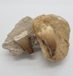 Fossiele Mosasaurustand in matrix, Verzamelen, Mineralen en Fossielen, Ophalen of Verzenden