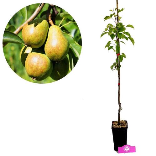 Pyrus communis Conference + pot 11cm, Tuin en Terras, Planten | Fruitbomen, Volle zon, Verzenden
