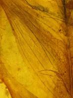 Barnsteen - Very nice and big feathers - 45 mm - 26 mm