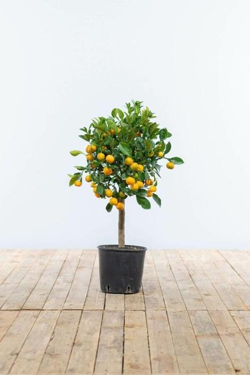 Citrusboom / Citrus Calamondin ministam 80-100 cm, Tuin en Terras, Planten | Tuinplanten
