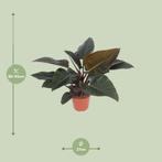 Philodendron Congo Red - Ø27cm - 80cm, Verzenden