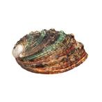 Japanse abalone Skelet - Haliotis discus hannai - 0 cm - 0, Verzamelen, Nieuw