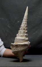 Reusachtig fossielen skalpel - 45 cm !!! - Gefossiliseerd, Verzamelen, Mineralen en Fossielen