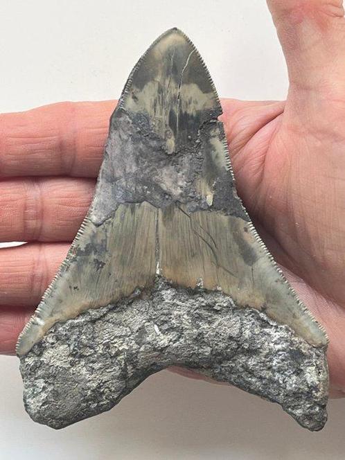Megalodon tand 12,0 cm - Fossiele tand - Carcharocles, Verzamelen, Mineralen en Fossielen