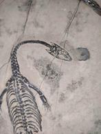 De gewone en mooie Chinese draak - Gefossiliseerd dier -