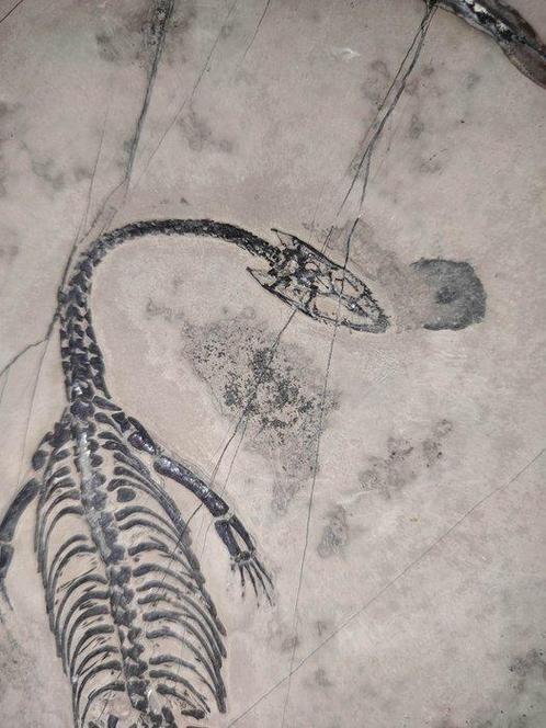 De gewone en mooie Chinese draak - Gefossiliseerd dier -, Verzamelen, Mineralen en Fossielen