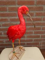 Scarlet Ibis Taxidermie volledige montage - eudocimus ruber, Nieuw