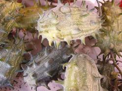 Cucumis kiwano metuliferus - basiseenheid metuliferu, Hobby en Vrije tijd, Knutselen, Nieuw, Ophalen of Verzenden