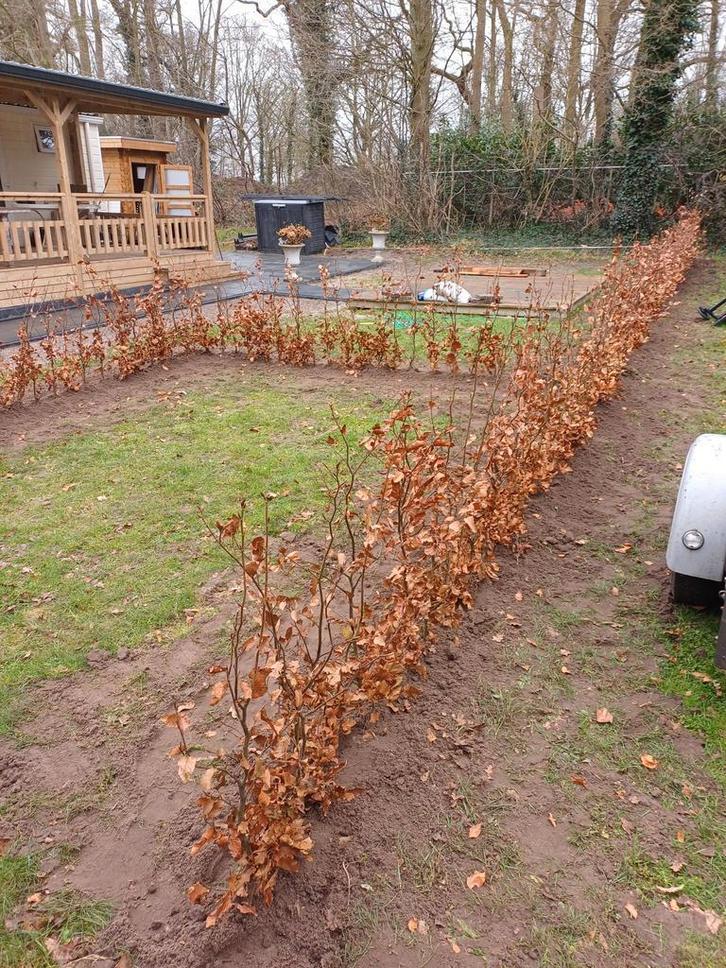 Beukenhaag laten planten? Fagus sylvatica met inplantservice, Tuin en Terras, Planten | Struiken en Hagen, Beukenhaag, Haag, 100 tot 250 cm