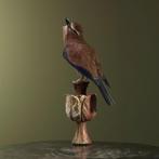 Roodkruinscharrelaar Taxidermie Opgezette Dieren By Max, Ophalen of Verzenden, Nieuw, Vogel, Opgezet dier