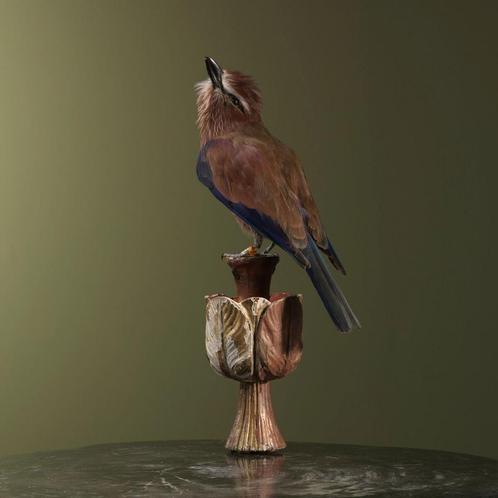 Roodkruinscharrelaar Taxidermie Opgezette Dieren By Max, Verzamelen, Dierenverzamelingen, Opgezet dier, Nieuw, Vogel, Ophalen of Verzenden