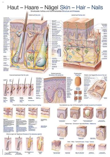 Anatomie poster huid, haar en nagels (papier, 50x70 cm).... beschikbaar voor biedingen