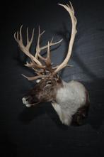 Extra large Alaskan Caribou Taxidermie wandmontage -, Nieuw