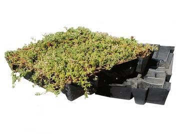 Sedum Eco tray (per m2) beschikbaar voor biedingen