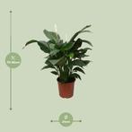 Spathiphyllum Sweet Silvana - Ø24cm - 80cm, Huis en Inrichting, Verzenden, Nieuw