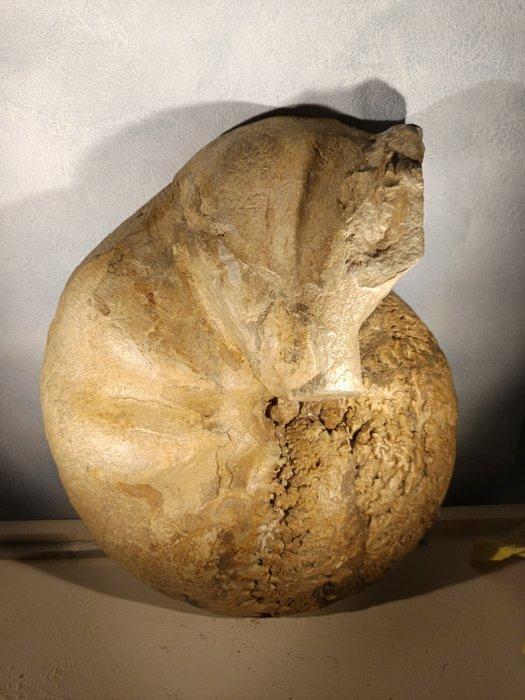 Ammoniet - Fossiele plaatmatrix - COSTIPHYLLOCERAS MADOUXI -, Verzamelen, Mineralen en Fossielen